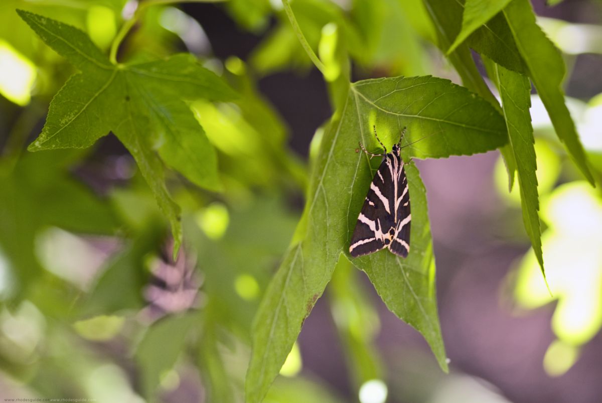 Schmetterlingstal (Tal der Schmetterlinge, Petaloudes) © Rhodes Guide / RhodesGuide.com