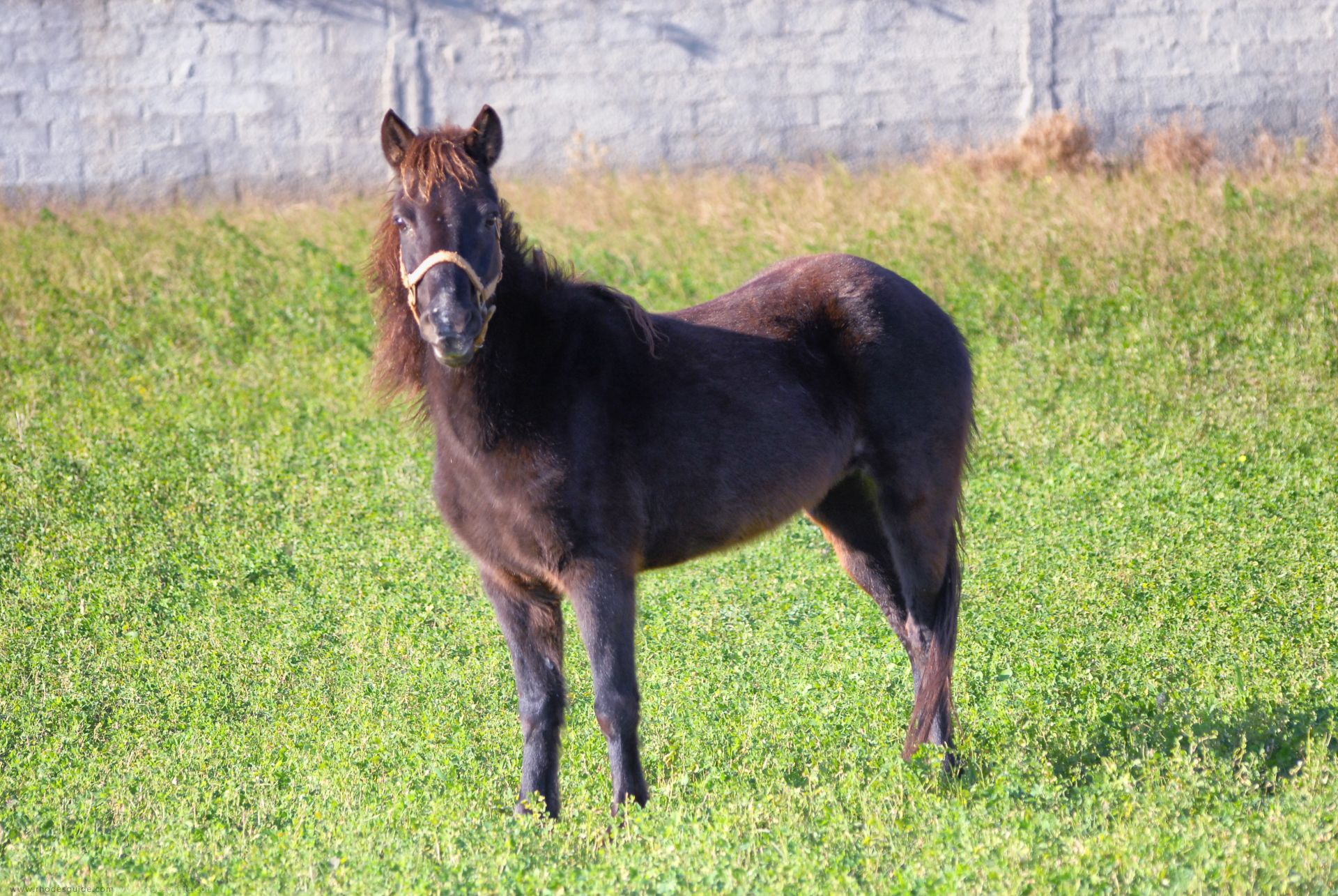 The miniature horse of Rhodes